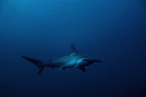 A Hammerhead Shark Swimming In The Caribbean Sea Wallpaper