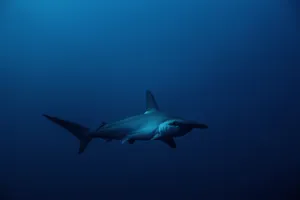 A Hammerhead Shark Swimming In The Caribbean Sea Wallpaper