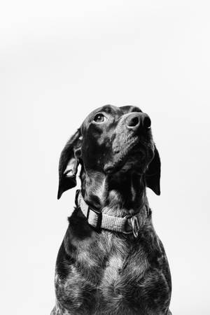 A Happy Black Dog With A Bright Blue Collar Wallpaper