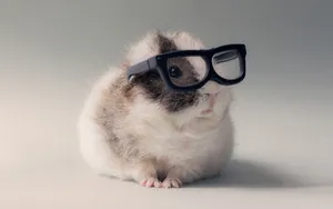A Happy Hamster Enjoying The Day Wallpaper