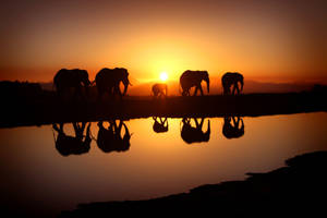 A Herd Of African Elephants Gathering At The Lake At Sunset Wallpaper