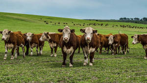 A Herd Of Brown And White Hereford Cattle Grazing In A Meadow Wallpaper