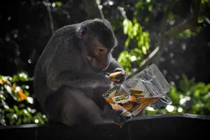 A Hilarious Monkey In A Playful Moment Wallpaper