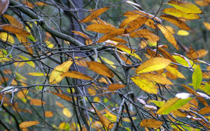 A Hint Of Autumn In A Sea Of Grey Wallpaper