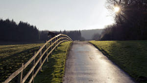 A Horse Taking A Rest In Its Fence Wallpaper