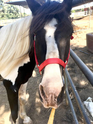 A Horse With A White And Black Mane Wallpaper