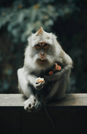 A Japanese Monkey Hanging Onto The Tree Wallpaper