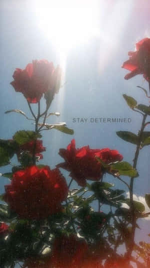 A Juicy Red Rose Blooming And Ready To Be Admired Wallpaper