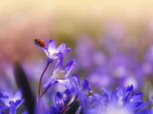 A Ladybug Is Sitting On A Flower Wallpaper