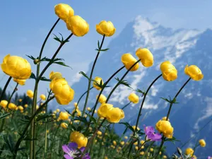 A Laptop Adorned With A Field Of Flowers. Wallpaper