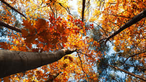 A Laptop In A Serene Fall Setting Wallpaper