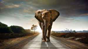A Large Elephant Walking Down A Road Wallpaper