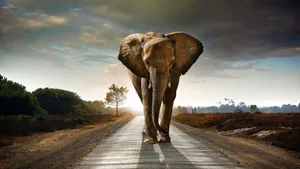 A Large Elephant Walking Down A Road Wallpaper