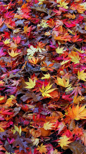 A Large Pile Of Leaves Wallpaper