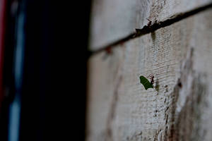 A Leaf-cutter Ant In Guadeloupe Carrying A Piece Of Leaf Wallpaper