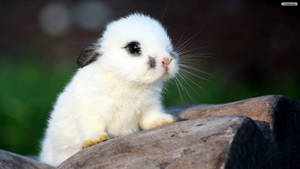 A Little White Bunny Enjoying The Outdoors Wallpaper