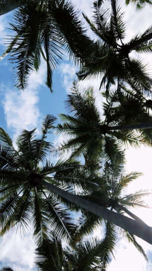 A Lone Aesthetic Palm Tree Silhouetted Against A Blue Sky Wallpaper