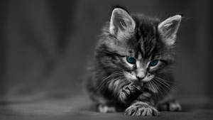 A Lone Blue-eyes Cat Resting Against A White Wall Wallpaper