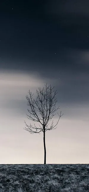 A Lone Tree In The Middle Of A Field Wallpaper