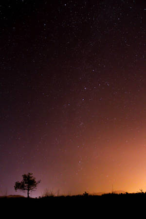 A Lonesome Tree In A Starlit Night Wallpaper