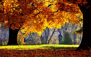 A Lovely View Of Orange Trees During Fall Wallpaper