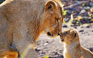 “a Loving Bond Between Mama And Her Cub” Wallpaper