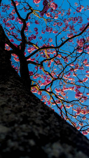 “a Low-angle View Of A Blooming Sakura Tree” Wallpaper