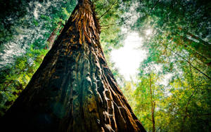 A Low Angle View Of A Majestic Pine Tree Wallpaper