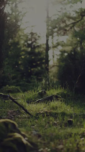 A Lush And Vibrant Dark Green Forest Stretching Out As Far As The Eye Can See. Wallpaper