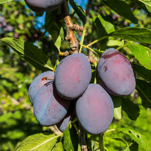 A Lush Cluster Of Damson Plums Wallpaper