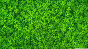 A Lush, Detailed Shamrock In Full Bloom Wallpaper