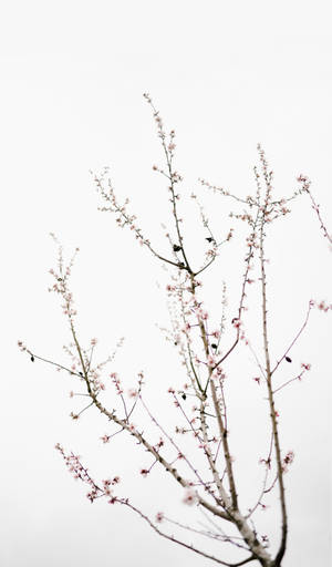 A Lush Field Of Green Spring Grass Wallpaper