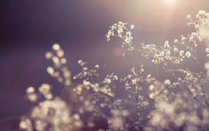 A Lush Grass Field Of Colorful Daisy Flowers On A Sunny Day. Wallpaper