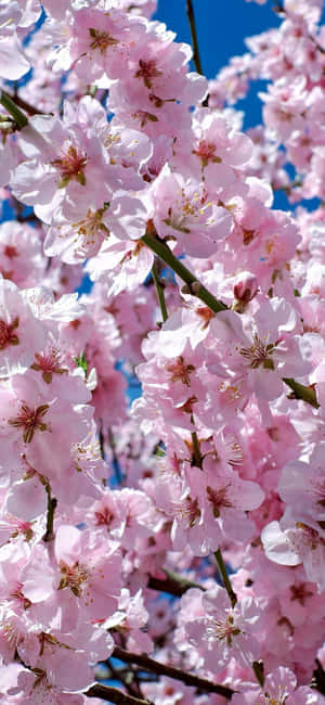 A Lush Pink Tree In Japan Providing A Peaceful Atmosphere. Wallpaper