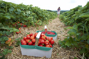 A Lush Strawberry Garden Awaiting Harvest Wallpaper