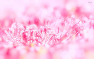 A Macro Shot Of A Gorgeous Pink Flower Wallpaper