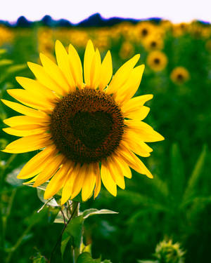 A Macro Shot Of A Sunflower With Heart-shaped Disc Florets. Wallpaper