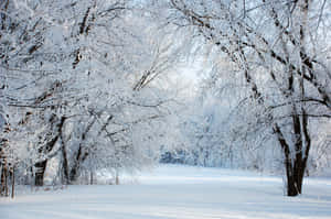 A Magical Winter Wonderland Awaits Wallpaper