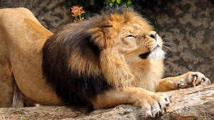 A Magnificent Lion Taking A Moment To Stretch Out Wallpaper