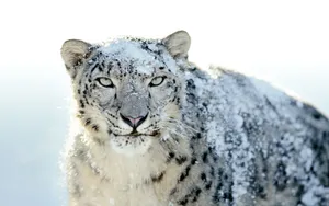 A Magnificent Snow Leopard Stares Off Into The Distance Wallpaper