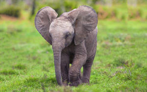 A Majestic African Elephant Taking A Stroll In The Savannah. Wallpaper