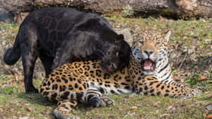 A Majestic Black Jaguar In The Wild Wallpaper