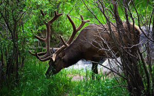 A Majestic Buck Deer Grazing In A Lush Meadow Wallpaper