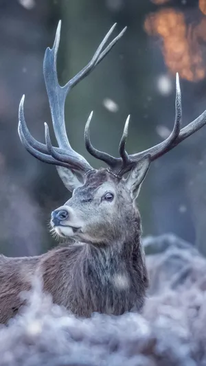 A Majestic Deer Grazing In The Forest Wallpaper