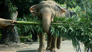 A Majestic Elephant Enjoying A Leisurely Day In The Sun. Wallpaper