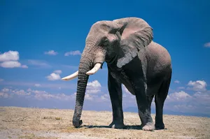 A Majestic Elephant Enjoying The Outdoors Wallpaper