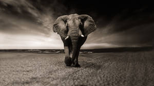 A Majestic Elephant Pictured In Its Natural Environment. Wallpaper