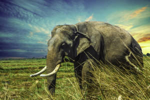 A Majestic Elephant Standing Out Against A Field Of Tall Grass Wallpaper