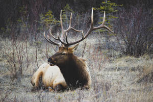 A Majestic Elk Deer Stands In A Dry Field. Wallpaper