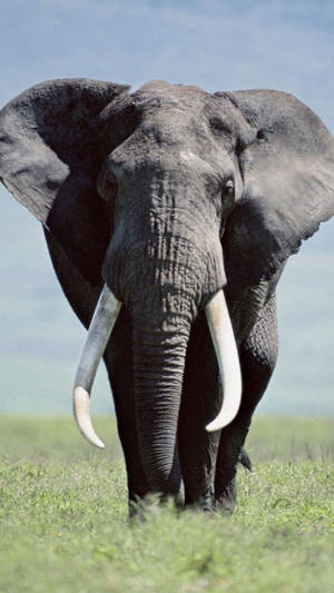 A Majestic Grey Elephant In Its Natural Environment Wallpaper